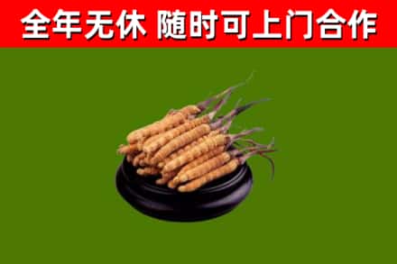剑河回收散虫草